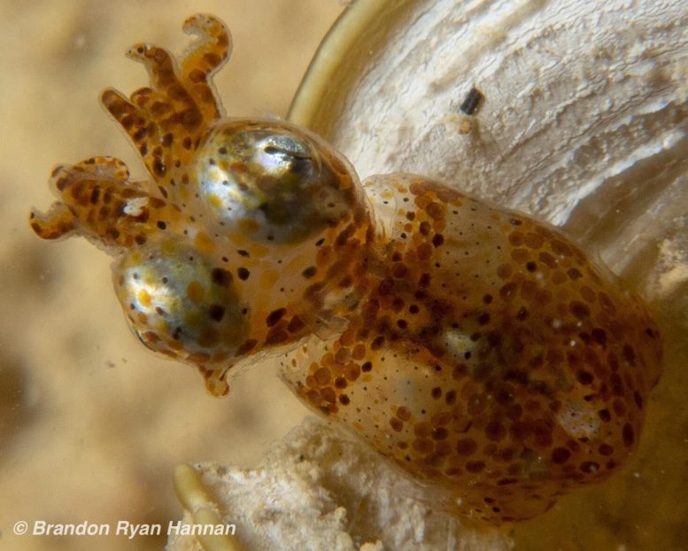 Hannan’s Pygmy Squid - Tiny Titans Of The Sea: Scientists Discover Two New Species Of Pygmy Squids