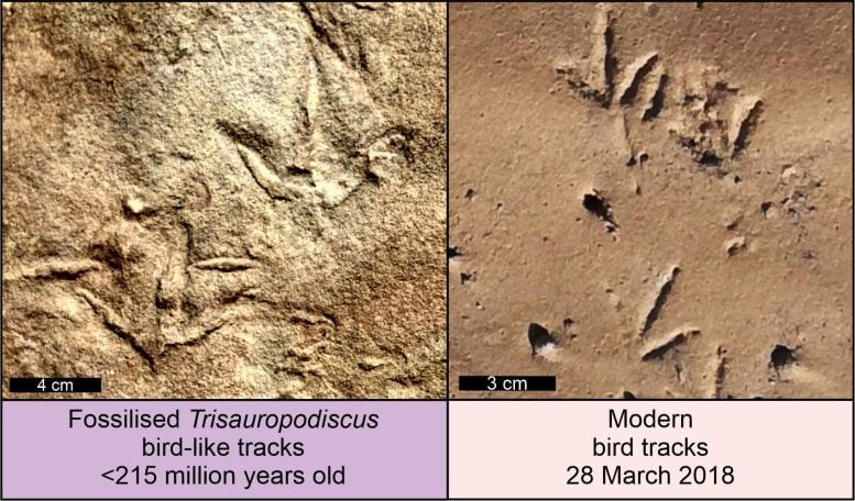 Fossilized Trisauropodiscus Tracks and Modern Bird Tracks - Dinosaur Or Early Bird? 210-Million-Year-Old Southern African Footprints Fuel Scientific Debate