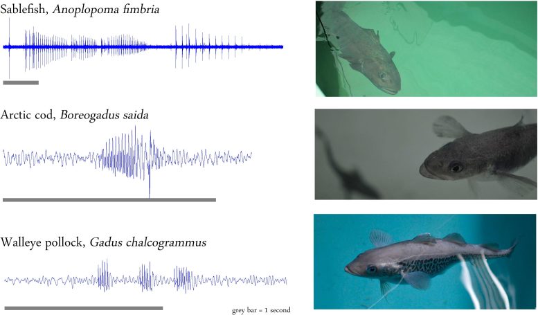 Fish Waveforms - Unlocking Aquatic Mysteries: Global Inventory Maps Underwater Sound Production