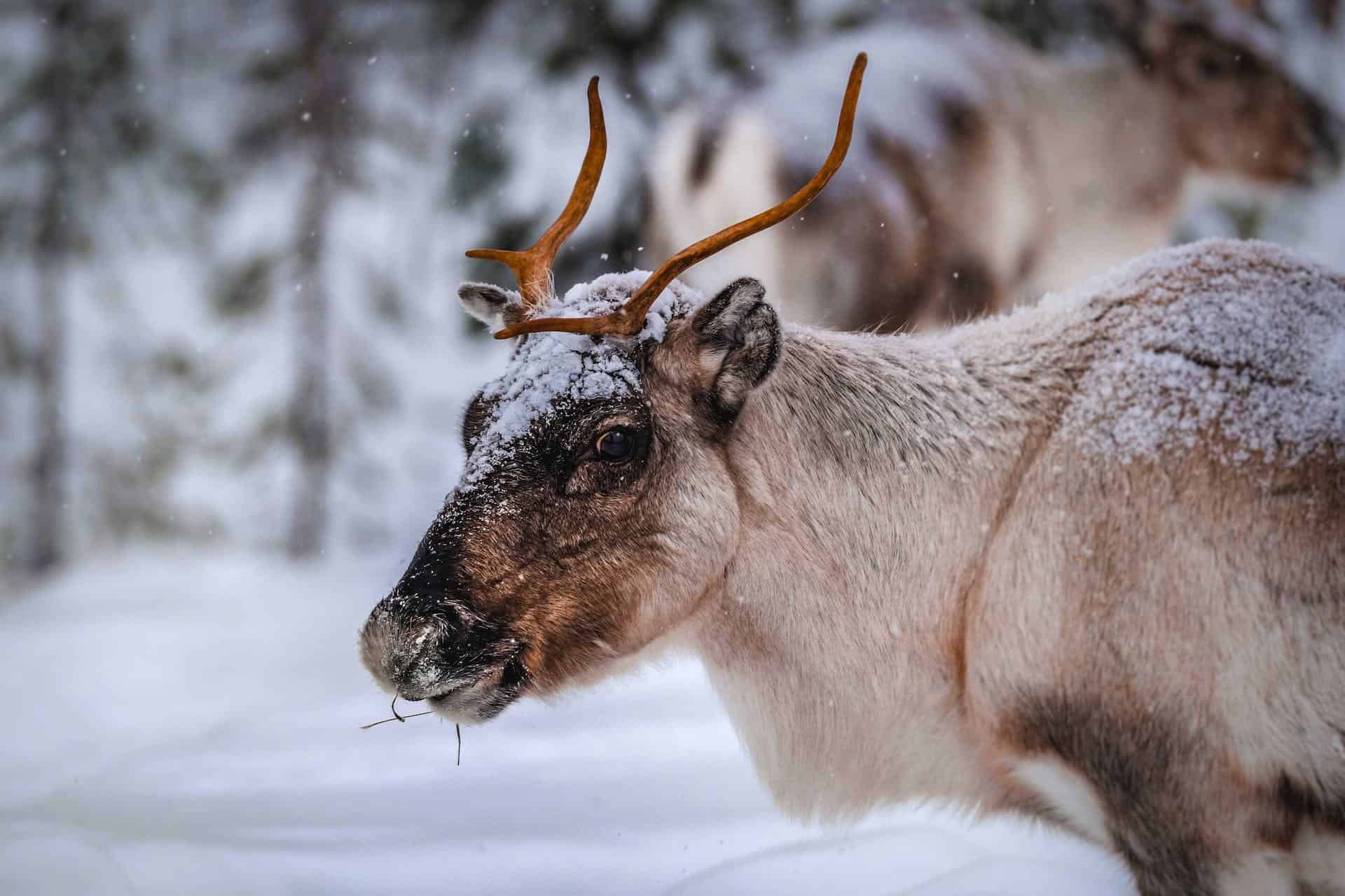 Reindeer Have A Secret Superpower That Helps Them Find Food The Dark Arctic Winter