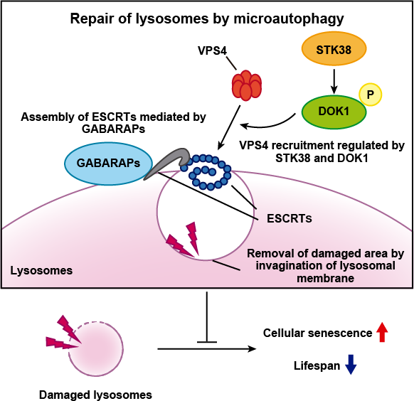 Lysosomes Are Repaired by ESCRT Driven Microautophagy Overview Graphic - New Research: Microautophagy Is Essential For Preventing Aging