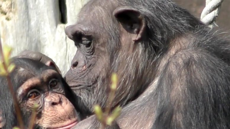 Chimpanzees and Bonobos Recognize Individuals - Enduring Bonds: Apes Show Remarkable Memory For Long-Lost Friends