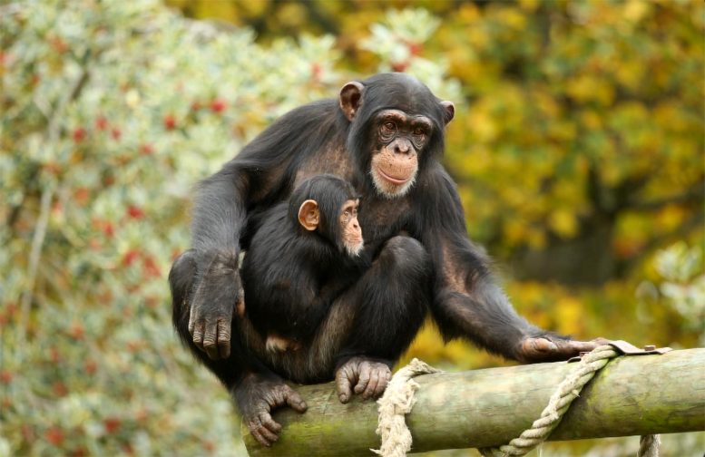 Apes Looked Significantly Longer at Former Groupmates - Enduring Bonds: Apes Show Remarkable Memory For Long-Lost Friends