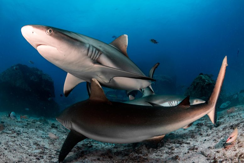 Grey Reef Sharks in Seychelles - Rethinking Shark Breathing: Surprising Grey Reef Shark Resting Behavior Uncovered