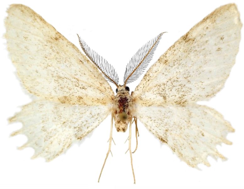 Mirlatia arcuata Adult Male - Scientists Discover Mysterious New Moth Species In Europe