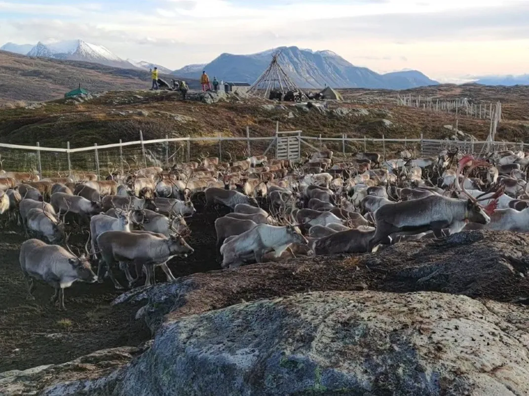 Reindeer - Reindeer Sleep And Eat Simultaneously, Saving Precious Time In The Short Arctic Summer