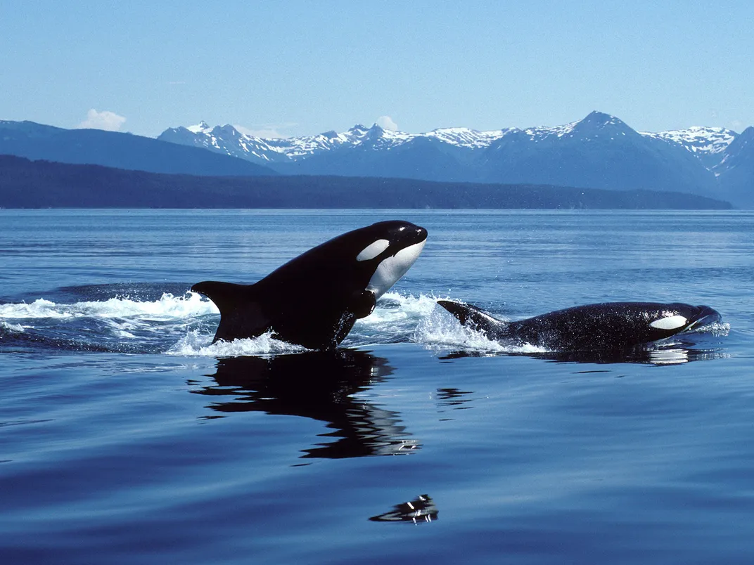 Orcas - The Ten Most Significant Science Stories Of 2023