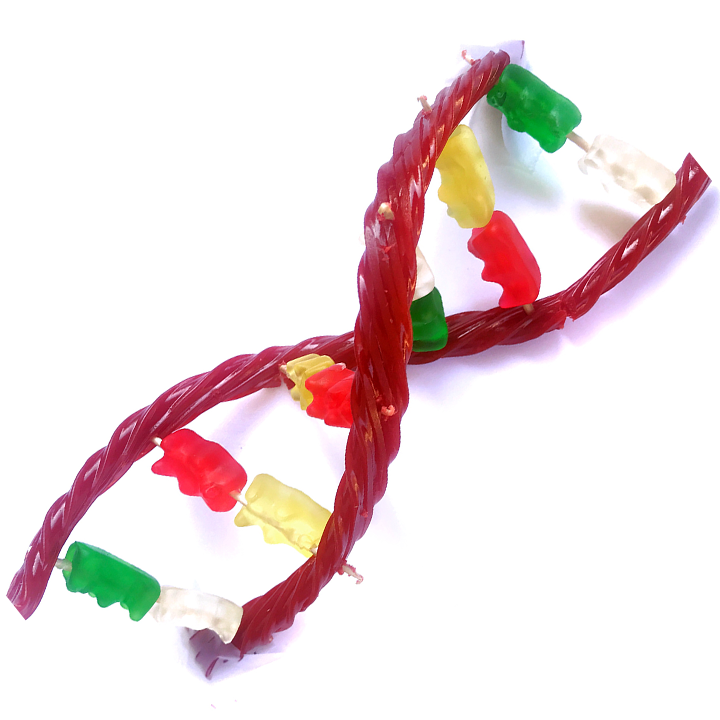 Candy DNA model for DNA Day - STEM Calendar For Educators: Month By Month STEM Projects