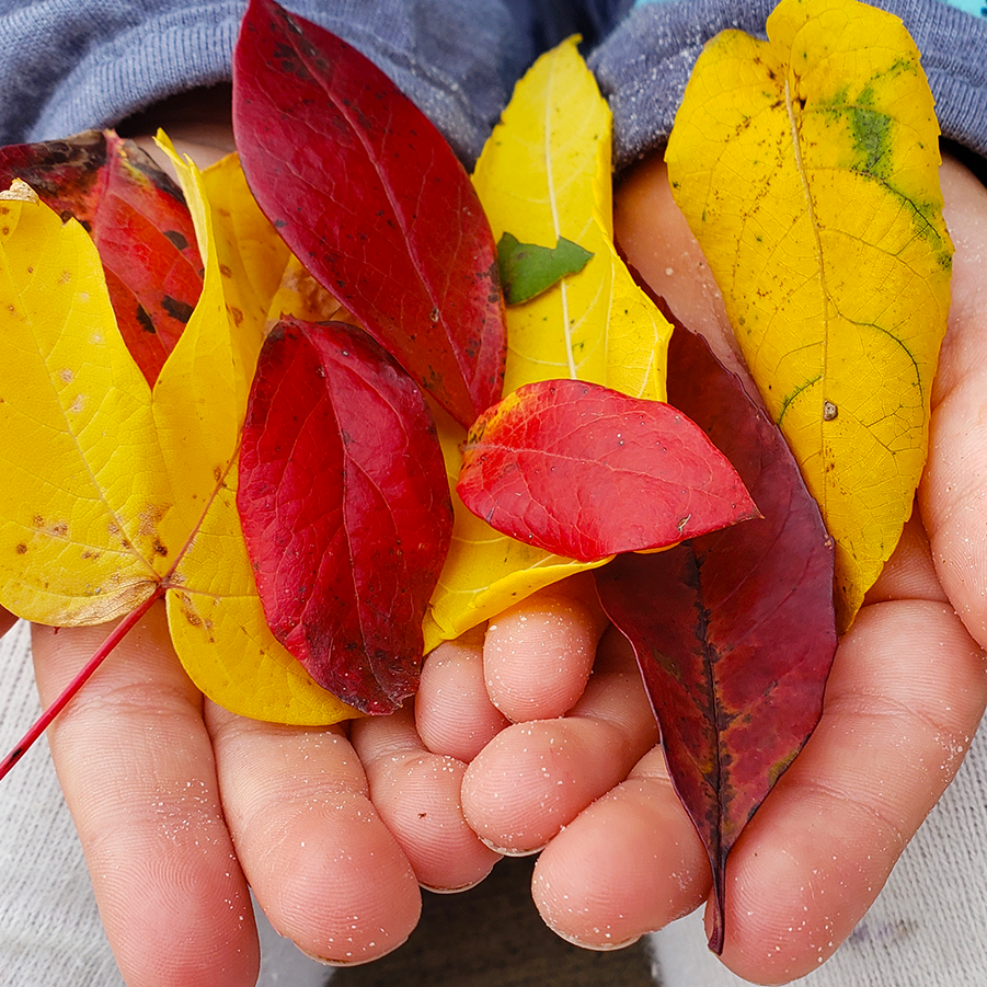 Child holding colorful leaves in hands - STEM Calendar For Educators: Month By Month STEM Projects