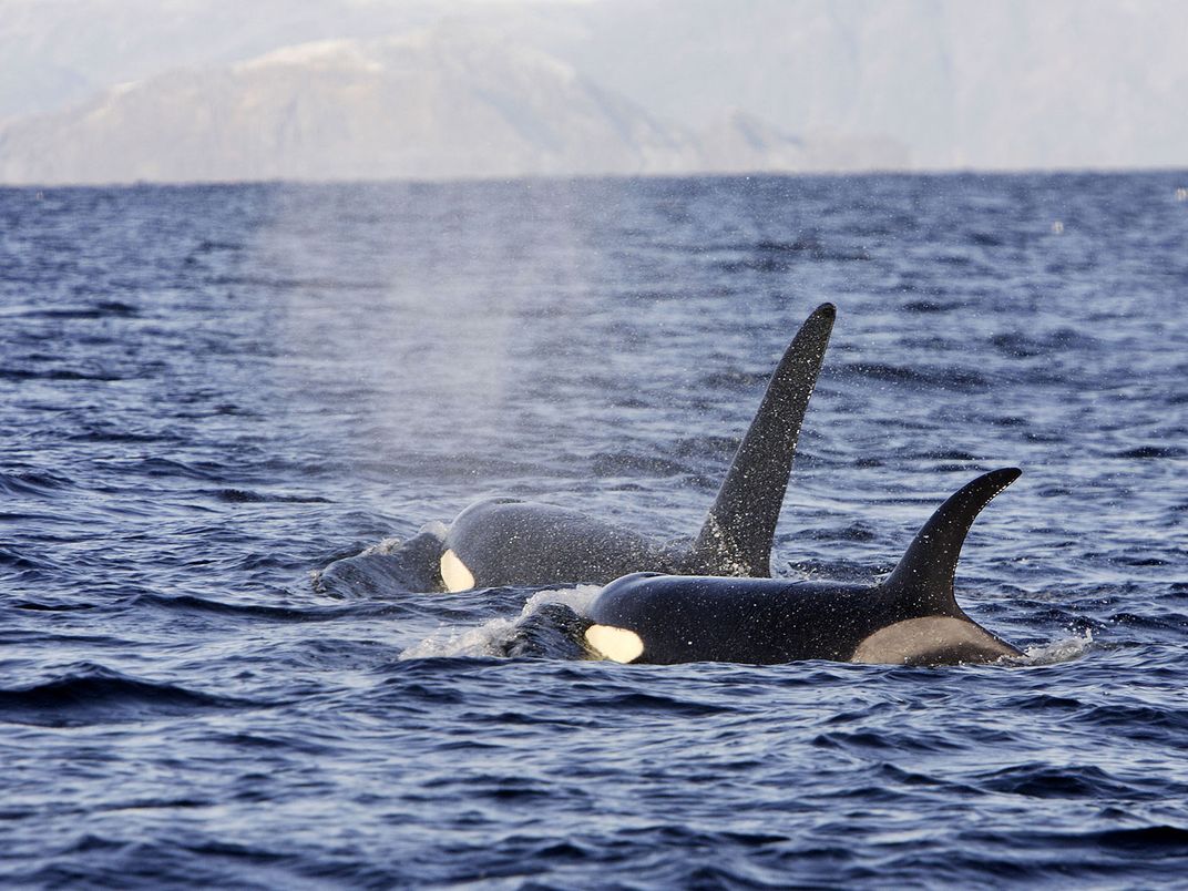 Killer Whales - The Top Ten Ocean Stories Of 2023