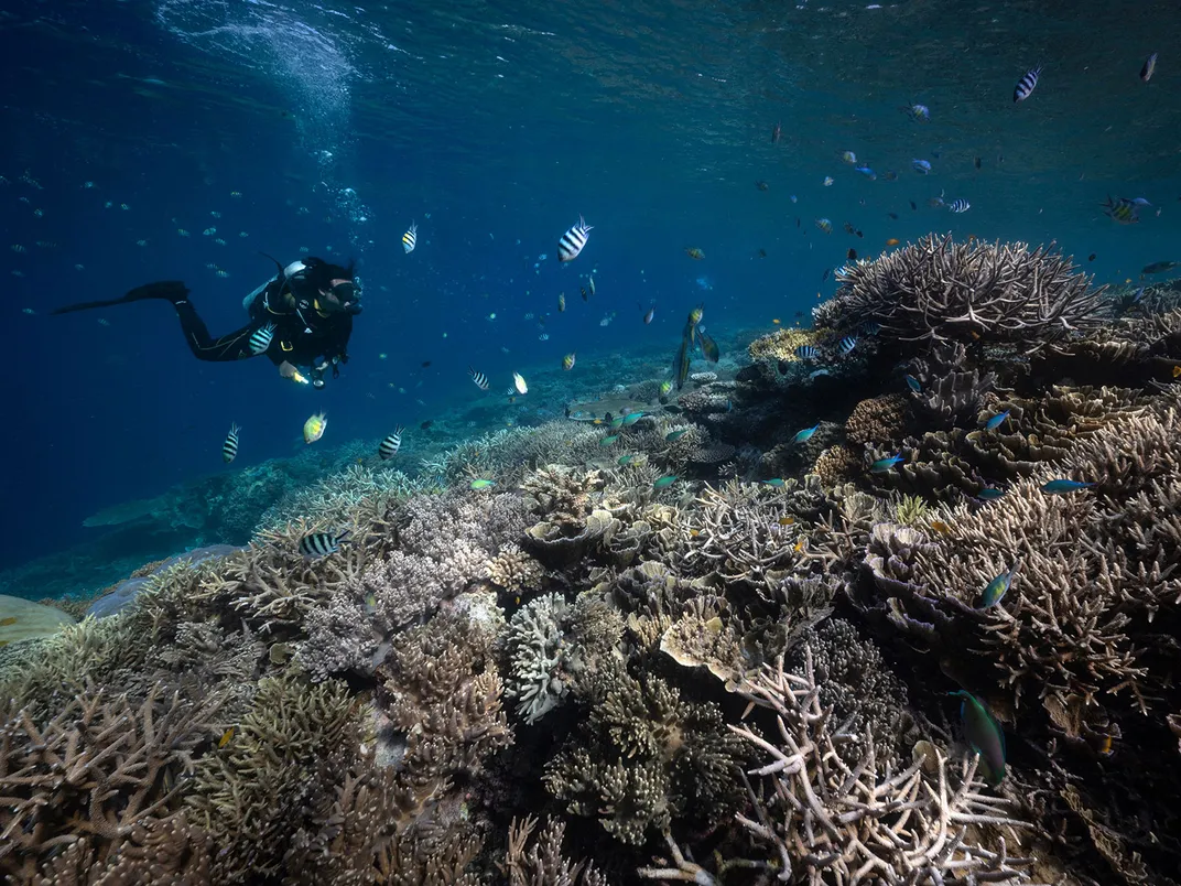 Diver and Bleached Coral - The Top Ten Ocean Stories Of 2023