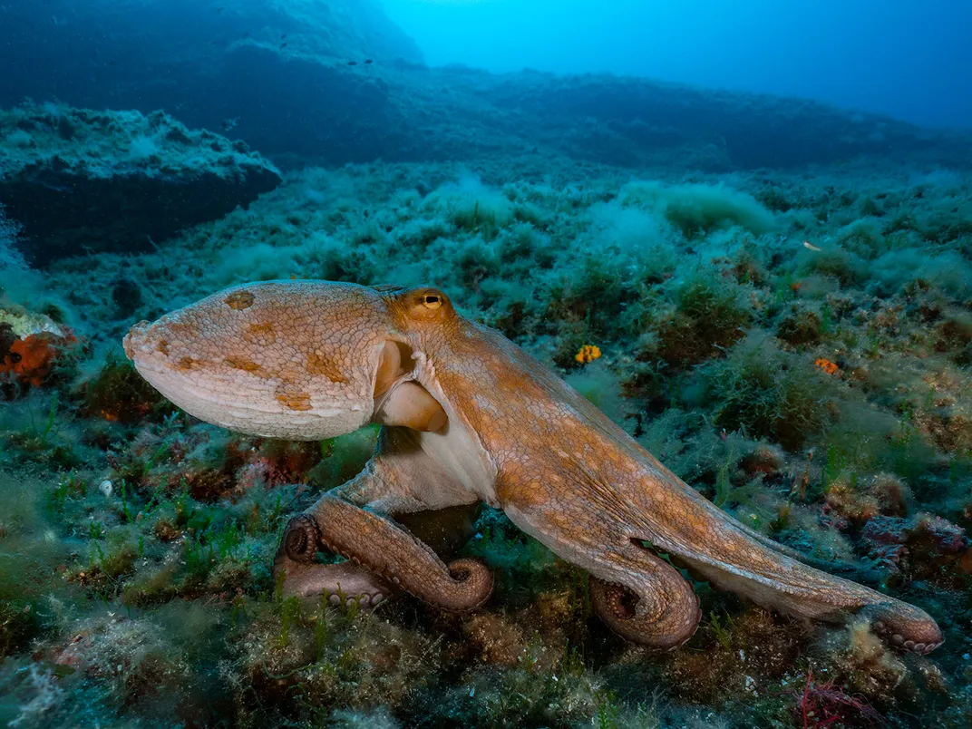 Octopus - The Top Ten Ocean Stories Of 2023