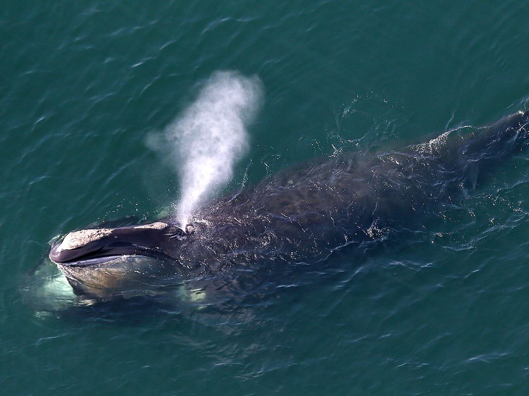 North Atlantic Right Whale - The Top Ten Ocean Stories Of 2023