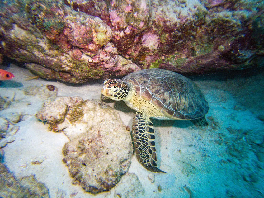 Sea Turtle - The Top Ten Ocean Stories Of 2023