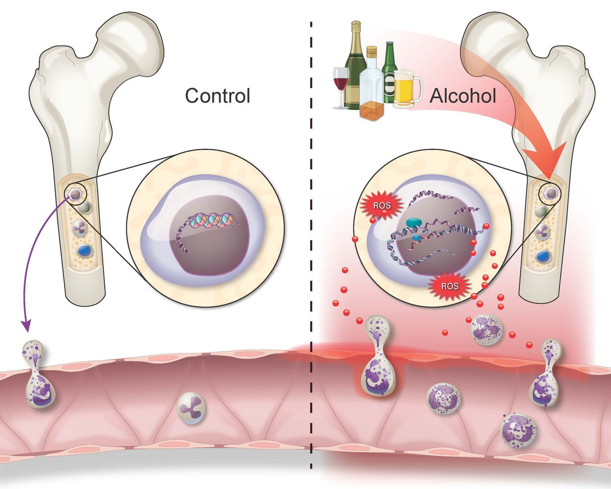 Alcohol Leaves Its Mark On Immune Cells