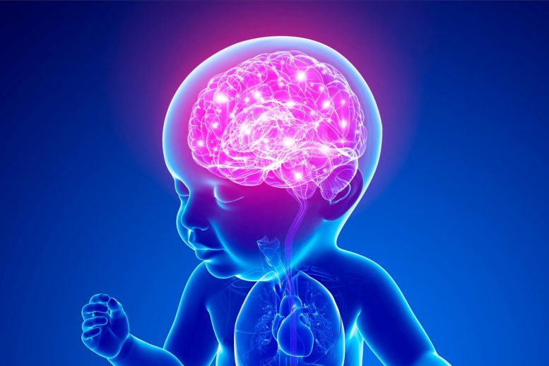 Infant Baby Brain Illustration - Scientists Shed New Light On Mystery Of Infant Consciousness
