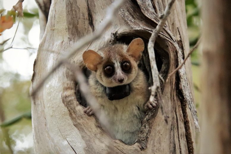 Grey Mouse Lemur - Survival Of The Smartest: Insights On Intelligence And Lifespan From Mouse Lemurs