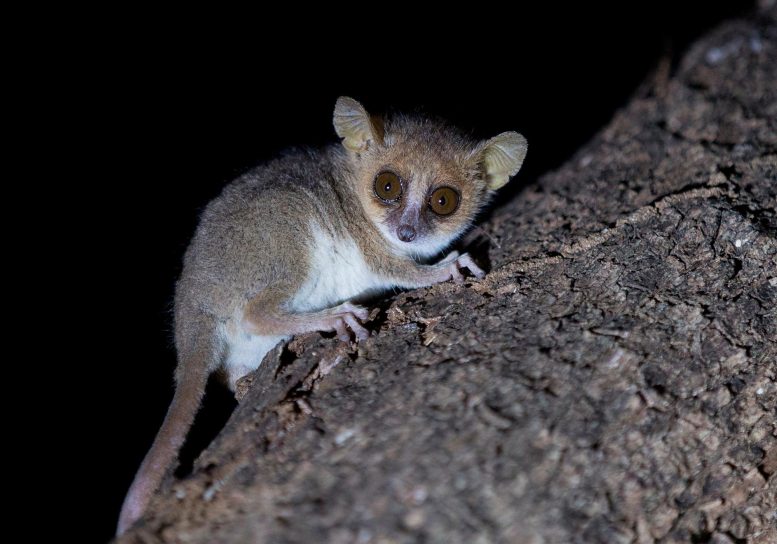 Grey Mouse Lemur on Tree - Survival Of The Smartest: Insights On Intelligence And Lifespan From Mouse Lemurs
