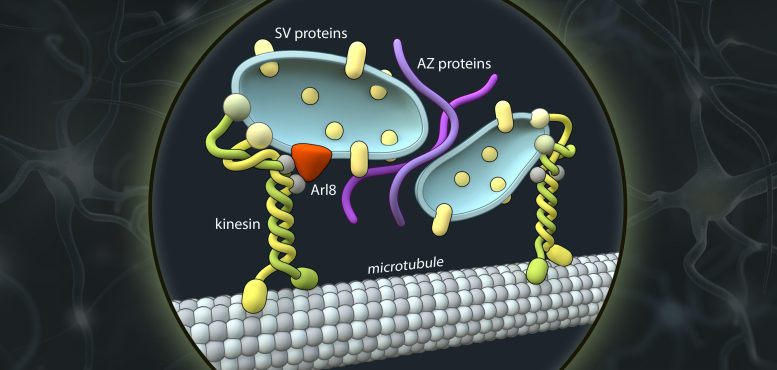 Schematic Representation of Axonal Transport Vesicles Carrying Presynaptic Proteins - Scientists Have Decoded The Mechanism Of How Synapses Are Formed