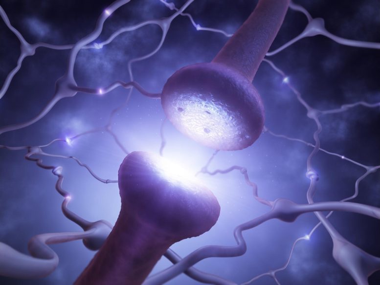 Neuron Network Synapse - Scientists Have Decoded The Mechanism Of How Synapses Are Formed