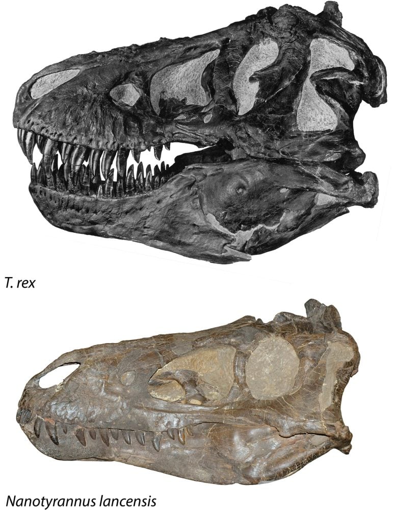 T. rex and Nanotyrannus Skull Comparison - Paleontology Plot Twist: New Research Shows Nanotyrannus Is Separate Species, Not “Juvenile T. Rex”