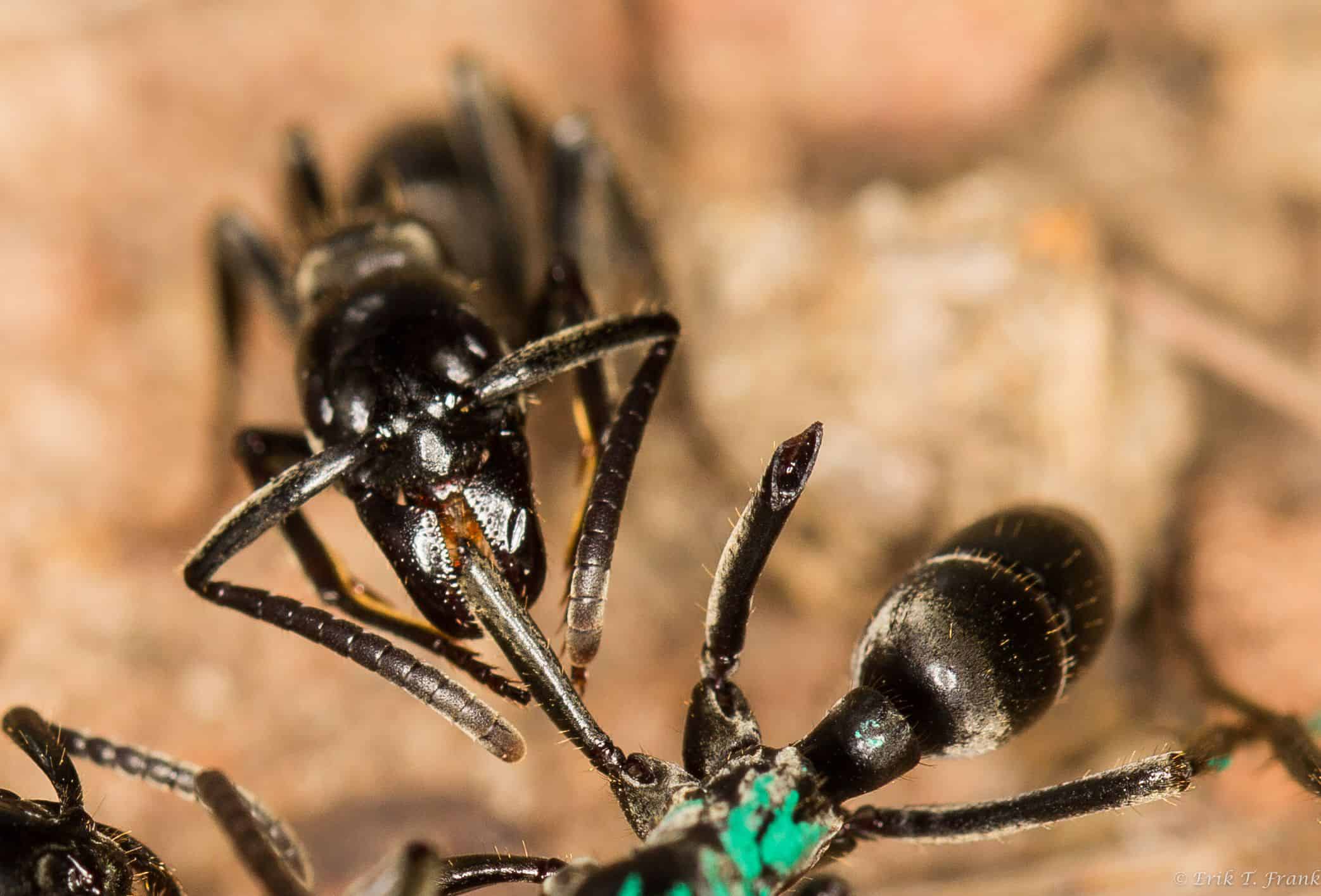 Ants As Pharmacists: These Ants Treat Infected Wounds With Antibiotics