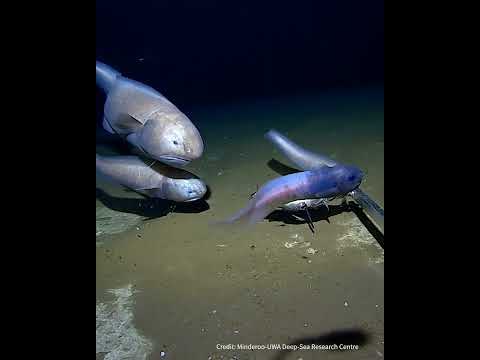 YouTube video - This Wacky-looking Fish Is The Deepest-dwelling Fish Ever Found