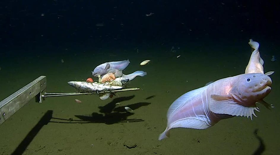 This Wacky-looking Fish Is The Deepest-dwelling Fish Ever Found