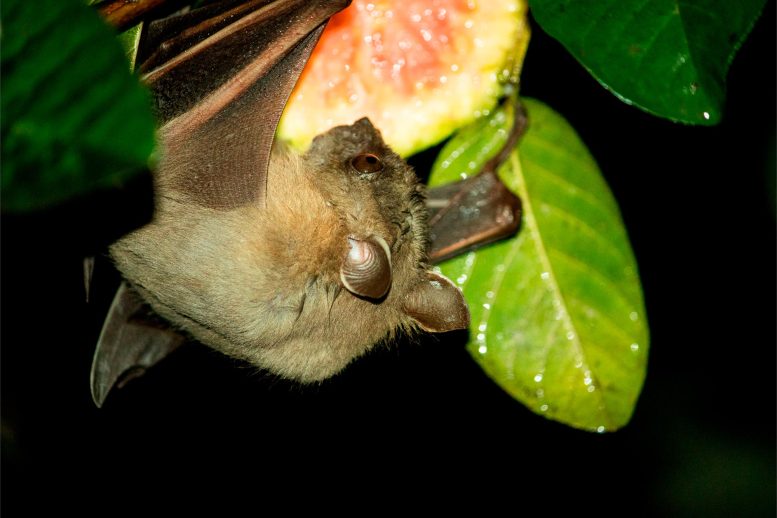 Bat Eating Fruit - The Sweet Secret Of Fruit Bats: A Healthy Sugar Diet Unveiled