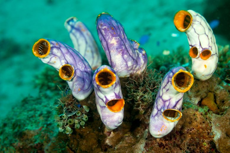 Sea Squirts on Reef - Stranger Than Friction: An Invisible Force Initiating Life