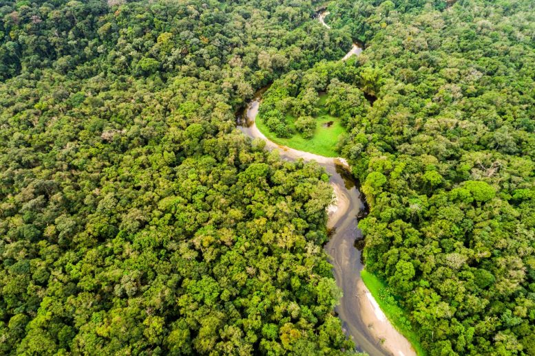 Amazon Rainforest Aerial View - Botanical Breakthrough: Scientists Map The Backbone Species Of Tropical Forests