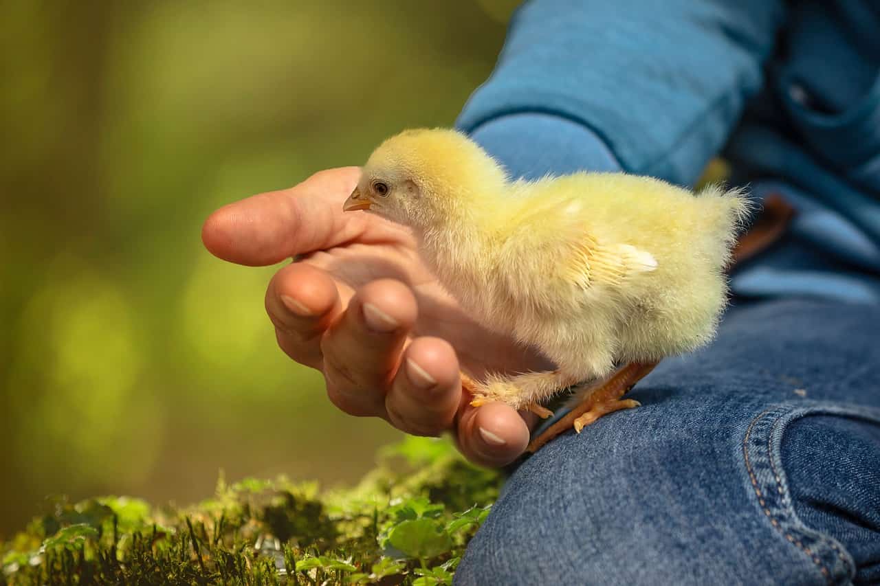 Chick in human hand - The Chicken Whisperers? Humans Can Surprisingly Decipher Chicken Emotions From Their Clucks