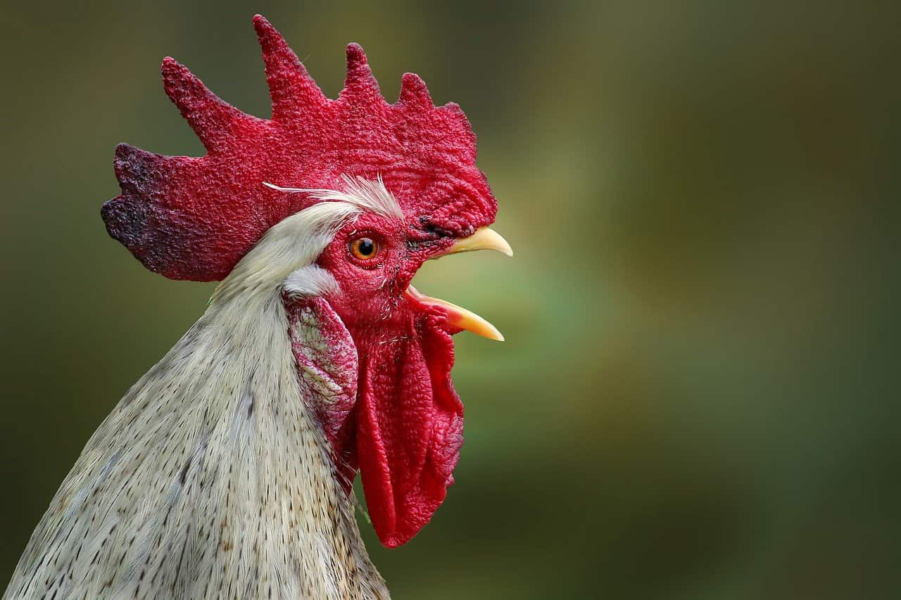 The Chicken Whisperers? Humans Can Surprisingly Decipher Chicken Emotions From Their Clucks