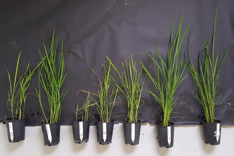 Various Rice Plants - CRISPR To The Rescue: Groundbreaking Rice Lines Combat Deadly African Virus