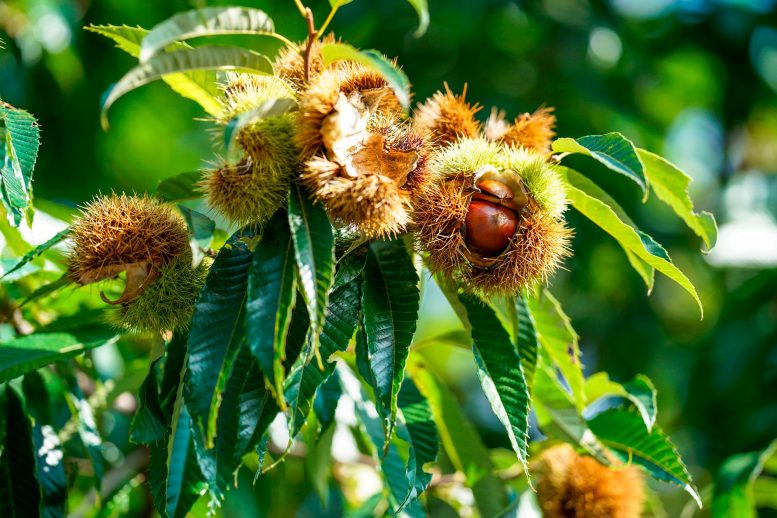 Chestnuts on Tree - Surprising Genetic Rift: Major Differences In American And Chinese Chestnuts