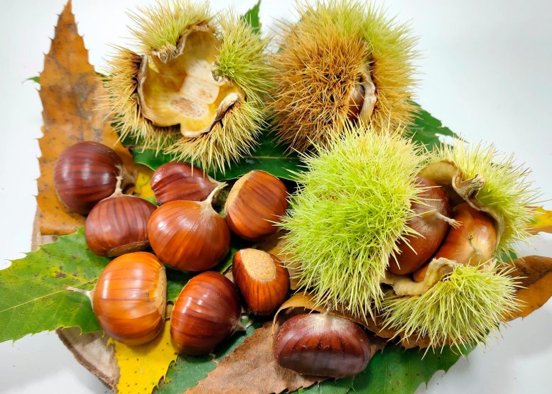 Chestnuts - Surprising Genetic Rift: Major Differences In American And Chinese Chestnuts