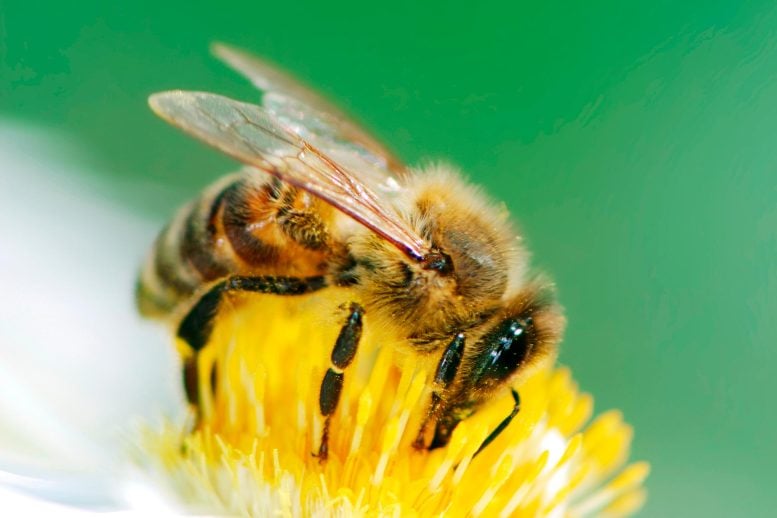 Honeybee on Flower Closeup - Decoding The Bee Gut: A Microbiological Marvel Unearthed