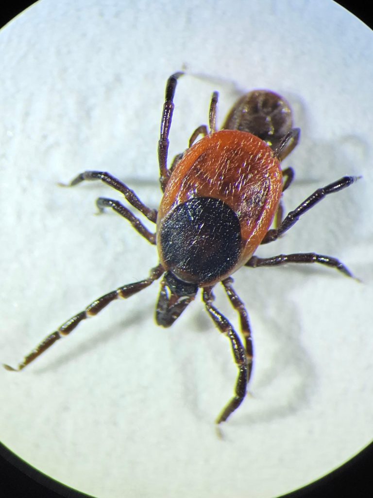 Ixodes ricinus - Concerning Findings – Many More Infected By TBE Virus Than Previously Thought