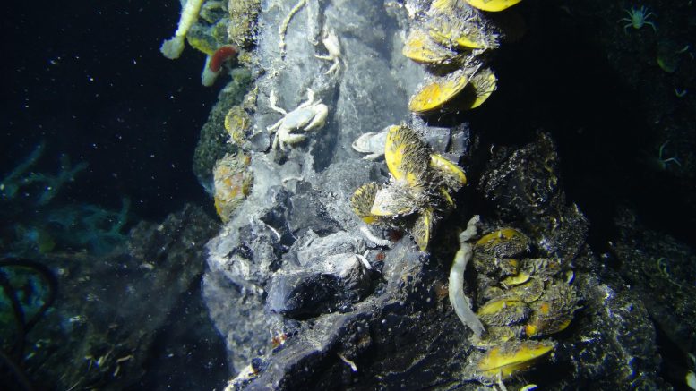 Deep Sea Hydrothermal Vent Site Crab Spa - Unexpected New Species Discovered In A Deep-Sea Hydrothermal Vent Provides A Deeper Understanding Of Bacterial Evolution