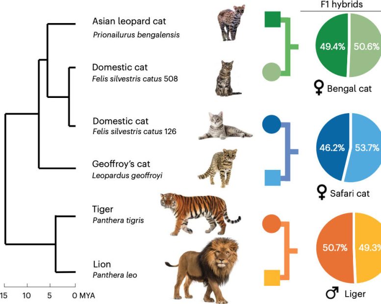 Graphic Depicting How Trio Binning Produces Parent Species Genomes From F1 Hybrids With an Evolutionary Timescale on the Left - Scientists Reveal New Secrets Of Cat Evolution