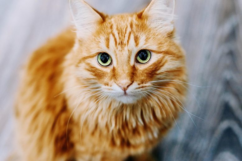 Ginger Cat - Scientists Reveal New Secrets Of Cat Evolution