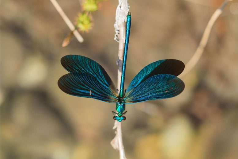 Damesfly - Scientists Have Finally Solved The Damselfly Color Mystery