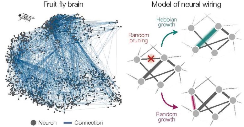 Neuro Network Formation Model - Brain Connectivity Breakthrough: Similar Neural Network Patterns Discovered Across Diverse Species