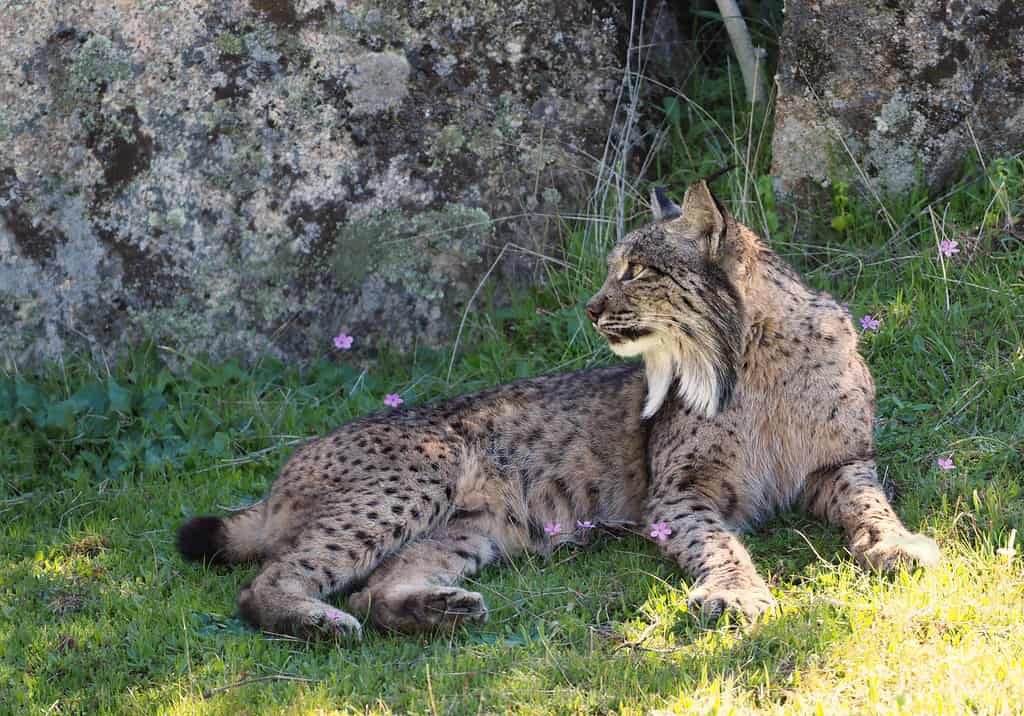 Iberian Lynx - New Prehistoric Feline Species Discovered In Madrid