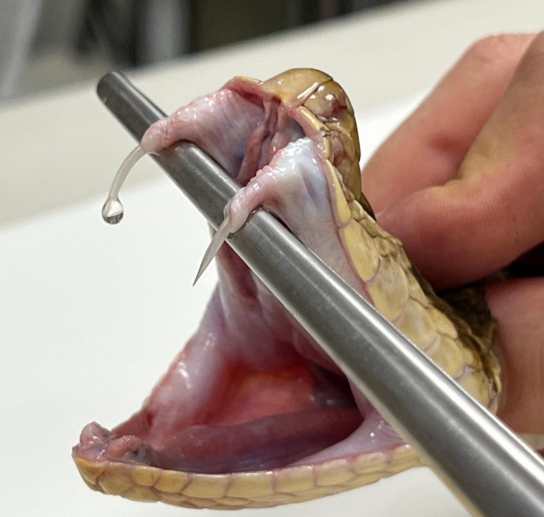 Bothrops Asper Venom - When The Cure Becomes The Killer: The Surprising Turn Of Antibodies In Snake Venom Research