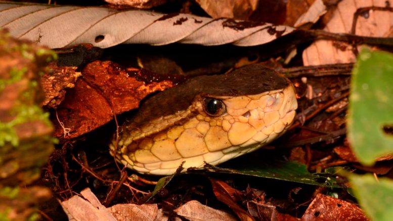Bothrops Asper Snake - When The Cure Becomes The Killer: The Surprising Turn Of Antibodies In Snake Venom Research