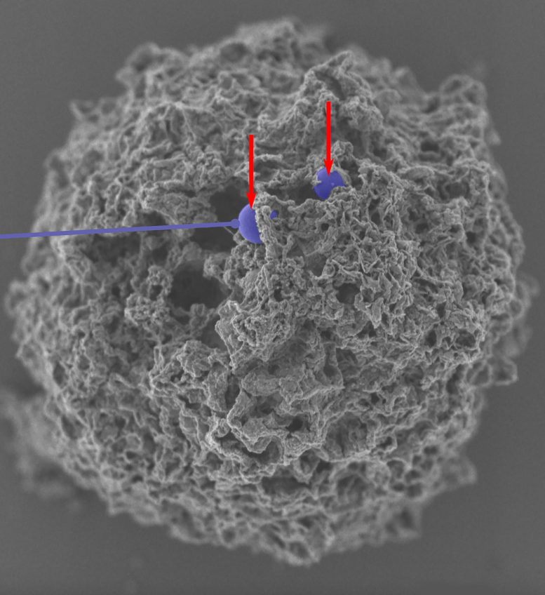 Nanoparticles in Mast Cells - New Method Prevents Allergic Reactions Without Causing Side Effects