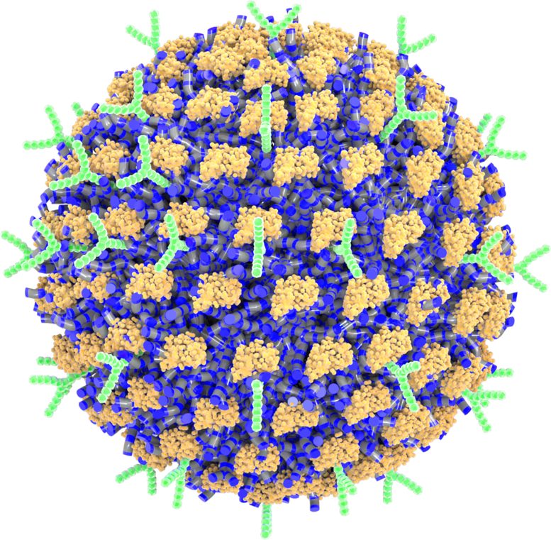 Decorated Nanoparticle - New Method Prevents Allergic Reactions Without Causing Side Effects