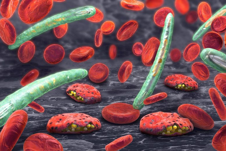 Malaria Illustration - Invisible Menace: Newly Discovered Malaria Parasites Evade Detection And Treatment
