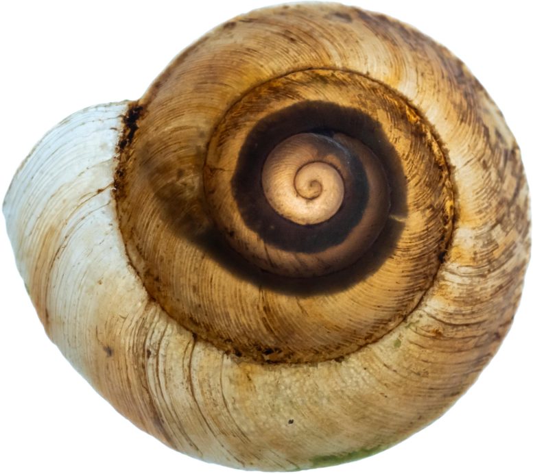 Papua New Guinea Snail Shell - Scientists Discover Nine New Species Of Carnivorous Land Snails In The Remote Forests Of Papua New Guinea